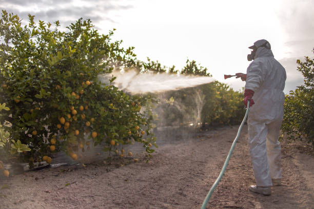 Best Flea Control Services  in Carrollwood, FL
