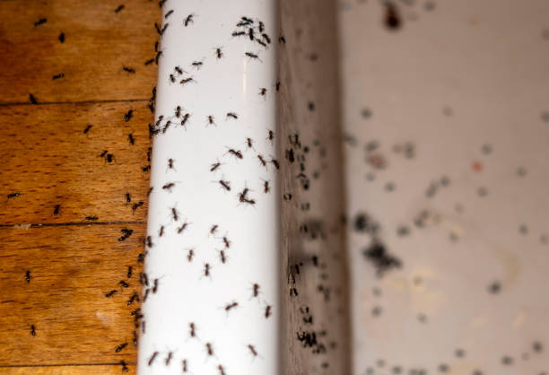 Reliable Carrollwood, FL Pest Control Solutions