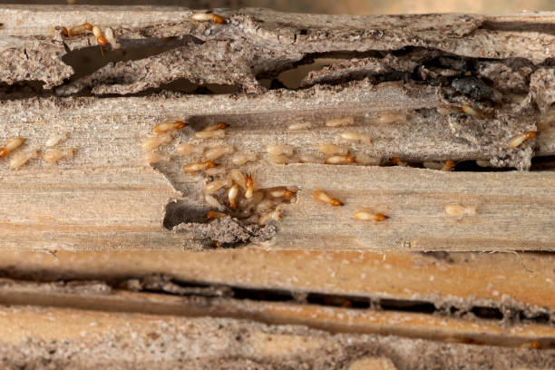 Best Affordable Pest Control Services  in Carrollwood, FL